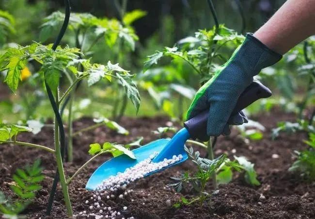 自己种菜或成趋势!新冠疫情引发农业园艺产业"大爆涨"